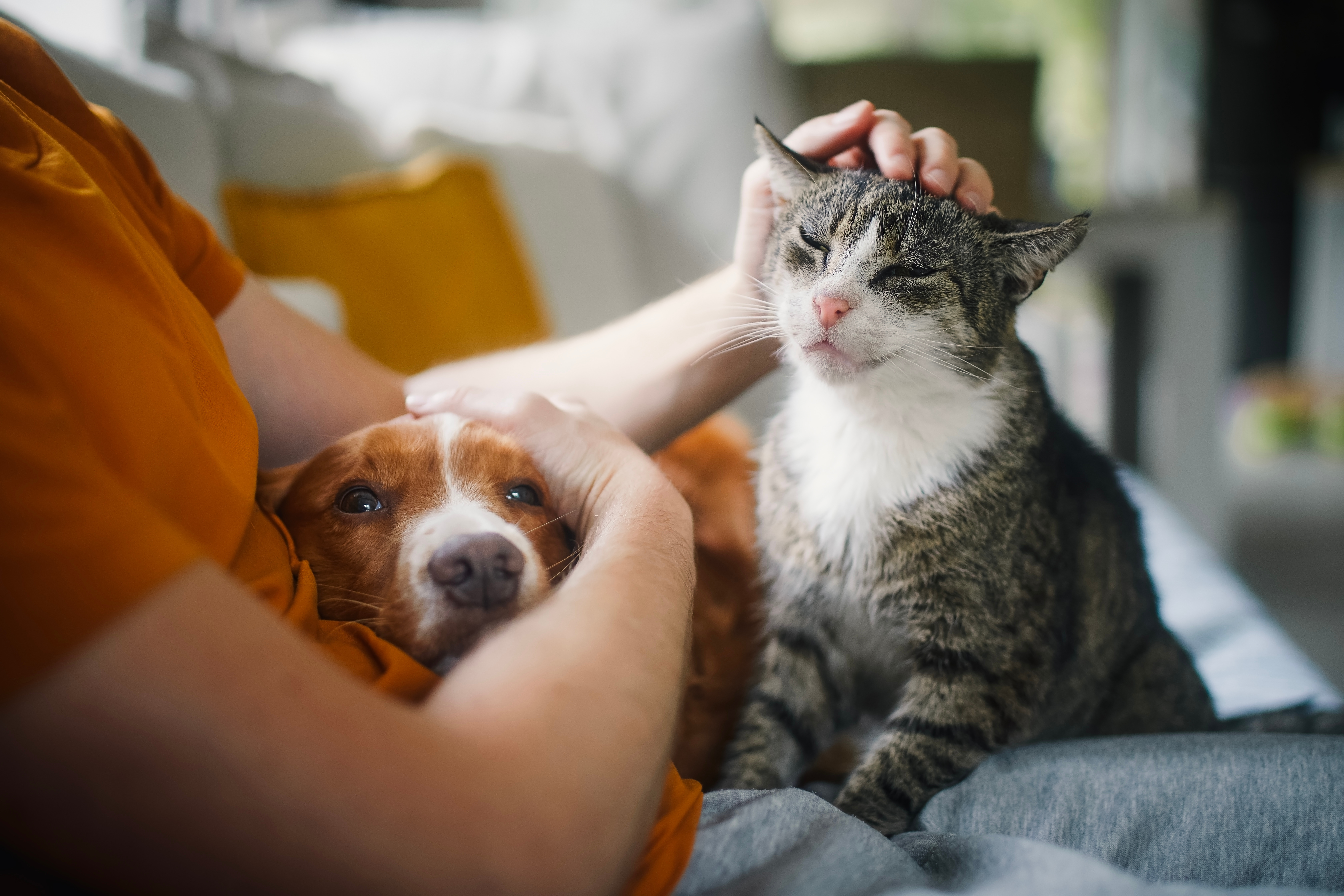 人と動物の共生